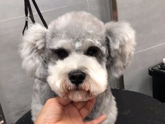 -宠福鑫康馨动物医院·骨科·眼科