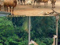 -广州长隆野生动物世界