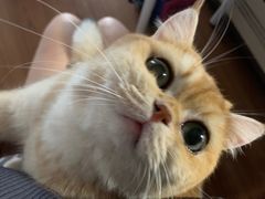 -北京观赏动物医院·24小时大型综合·猫专科·异宠专科