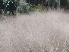 -梁鸿国家湿地公园