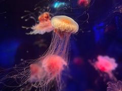 -海合安成都极地海洋公园