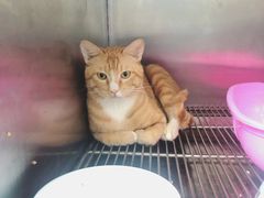 -安安宠医宠物医院·异宠·犬猫内科(岳阳分院)
