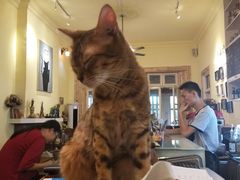 -猫色咖啡·猫咖