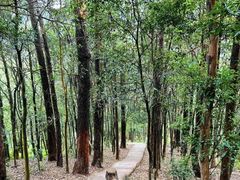 -黄埔油麻山森林公园
