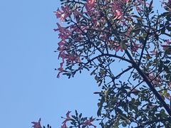 -大屏嶂森林公园