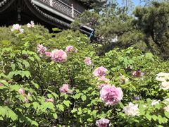-龙华寺
