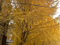 -北京万达文华酒店