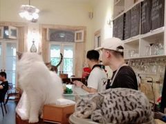 -猫色咖啡·猫咖