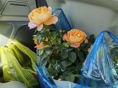 -龙大花卉苗木市场