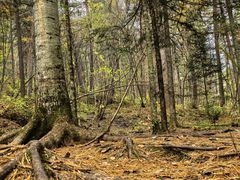 -五营红松林海景区