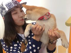 -柴犬高等学院·狗咖·柴犬售卖·宠物训练