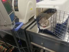 -伟伟宠物医院·CT影像中心·瑞派犬猫综合性门诊(汉口总院)
