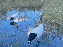 -黑龙江扎龙生态旅游区
