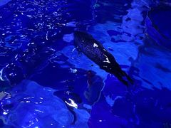 -上海海昌海洋公园-冰山北极馆