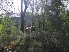 景点-成都大熊猫繁育研究基地