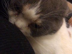 -吉丁鸟咖·异宠·寄养