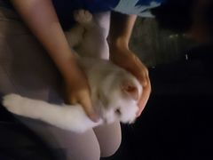 android_upload_pic-吱咖啡西式简餐