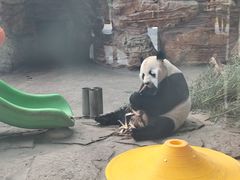 -石家庄市动物园