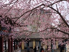 -桃花堤公园