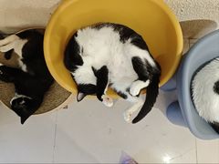 -平行世界·猫咖(首经贸店)