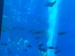 -亚特兰蒂斯•OSSIANO奥西亚诺海底餐厅