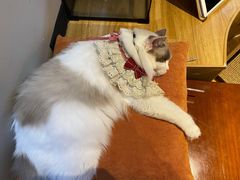 -啵啵喵·猫咖(攀华国际店)