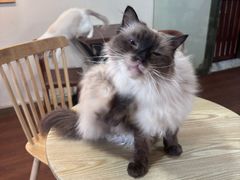 -楼上猫咖(罗湖店)
