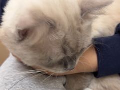 -宠颐生猫科·内科皮肤科(西平世纪城店)