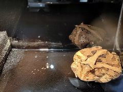 -酷以爬仙阁实体爬宠店·守宫·蜥蜴·专业繁育