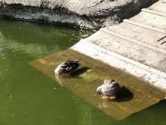 -井之头恩赐公园