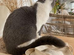 -共舞时光猫咖·狗咖(新街口店)