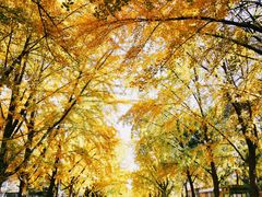 -三里屯东五街银杏大道