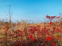 -杭州湾海上花田景区