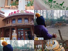 -上海野生动物园老虎餐厅