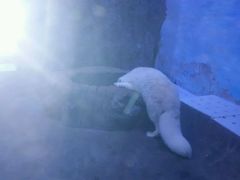 -芜湖新华联大白鲸海洋公园