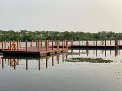 -芒洲湿地公园