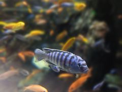 -太平洋海底世界