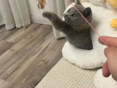 -pd派德宠物中心医院24H急重症·眼科中心·血液透析中心(嵩山北路店)