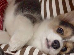 -翊宠yipet猫狗购宠庄园犬舍•猫舍