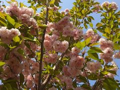 -长白岛森林公园