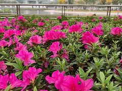 -深圳国际园林花卉博览园