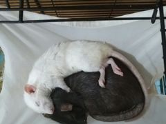 -桂林市花鸟市场