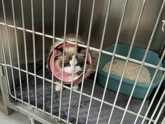 -嘉馨宠物医院·CT影像转诊·心脏科·犬猫全科诊疗中心(下沙大学城院区)