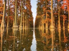 -水杉园