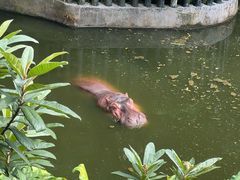-深圳野生动物园