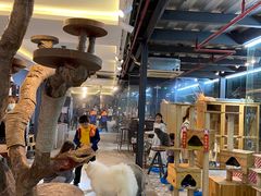 -more than meow吴止猫主题餐厅(承德 中船汇店)