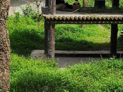 -中国大熊猫保护研究中心雅安碧峰峡基地