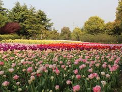景点-上海鲜花港