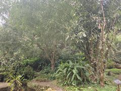 -莫里热带雨林景区
