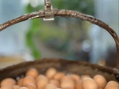 -马陆小张葡萄园农家乐